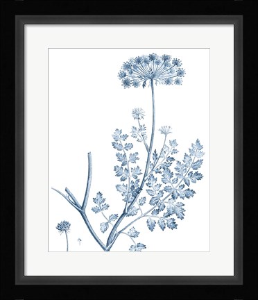 Framed Antique Botanical in Blue V Print