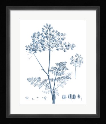 Framed Antique Botanical in Blue VI Print