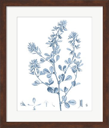 Framed Antique Botanical in Blue VIII Print