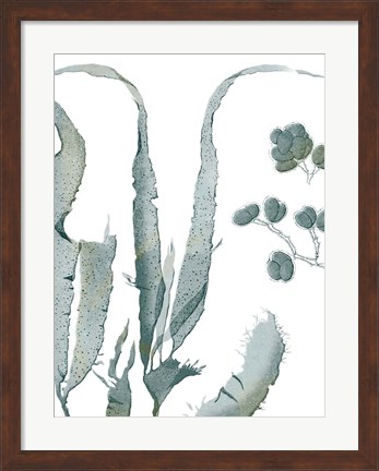 Framed Seaside Seaweed III Print