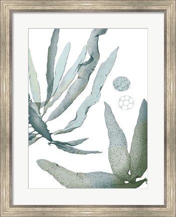 Framed Seaside Seaweed IV Print