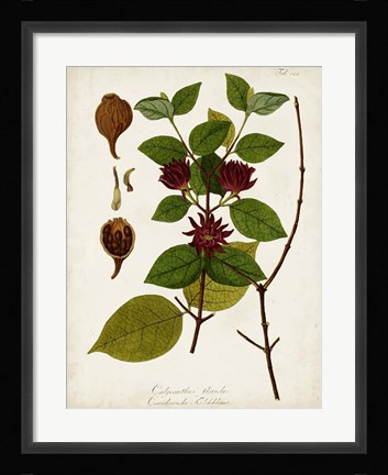 Framed Antique Greenery I Print