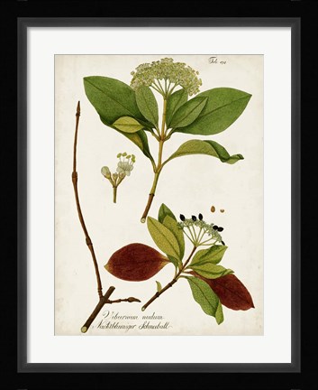 Framed Antique Greenery II Print