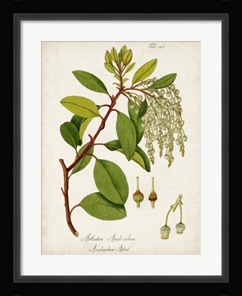 Framed Antique Greenery III Print