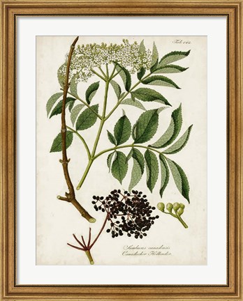 Framed Antique Greenery V Print