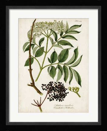 Framed Antique Greenery V Print