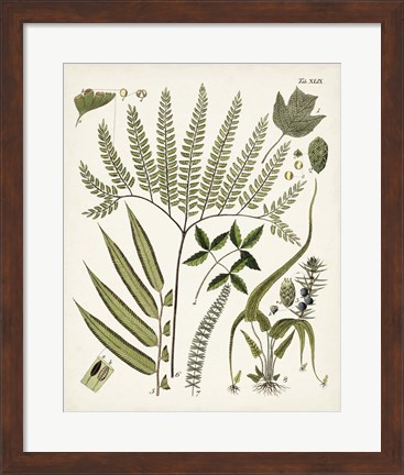 Framed Fanciful Ferns III Print