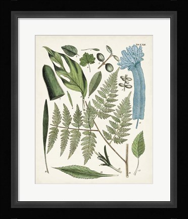 Framed Fanciful Ferns IV Print
