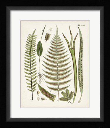 Framed Fanciful Ferns V Print