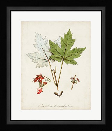 Framed Antique Tree Study I Print