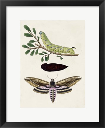 Framed Caterpillar &amp; Moth I Print