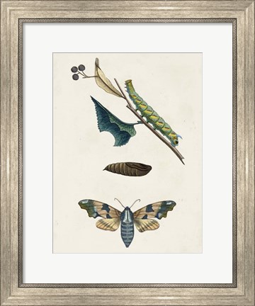 Framed Caterpillar &amp; Moth II Print