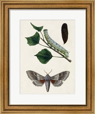 Framed Caterpillar &amp; Moth III Print