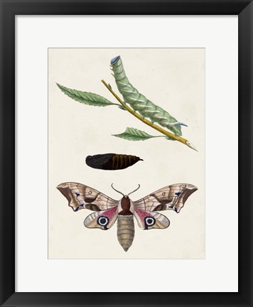 Framed Caterpillar &amp; Moth IV Print