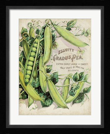 Framed Antique Seed Packets V Print