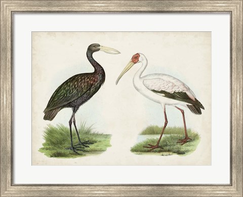 Framed Antique Waterbirds I Print