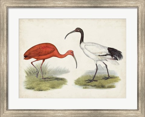 Framed Antique Waterbirds II Print
