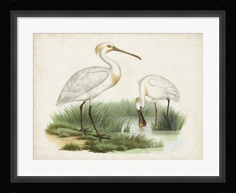 Framed Antique Waterbirds III Print