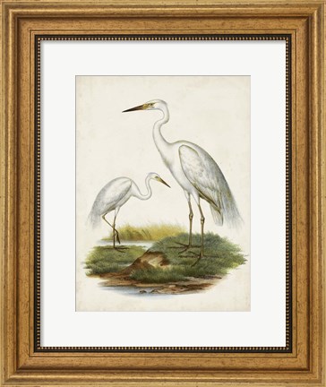 Framed Antique Waterbirds V Print