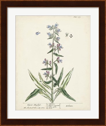Framed Antique Herbs II Print