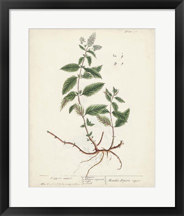 Framed Antique Herbs VII Print