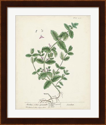 Framed Antique Herbs IX Print