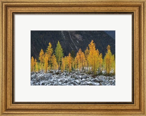 Framed Alpine Larches North Cascades Print