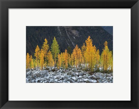 Framed Alpine Larches North Cascades Print
