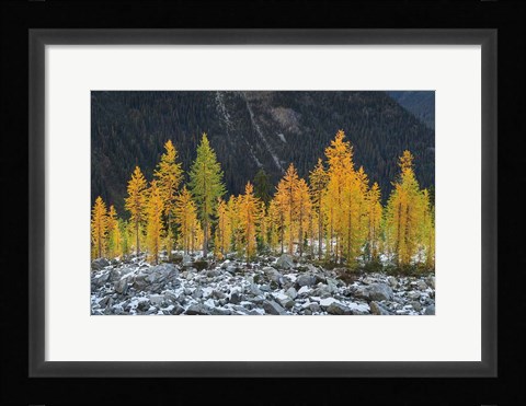 Framed Alpine Larches North Cascades Print