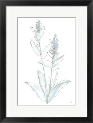 Framed Lambs Ear Sage IV Bleached Print
