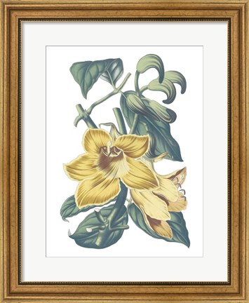 Framed Antique Botanical XVIII Cool Print
