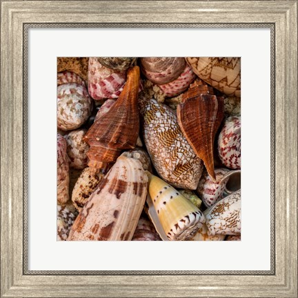 Framed Mini Conch Shells II Print