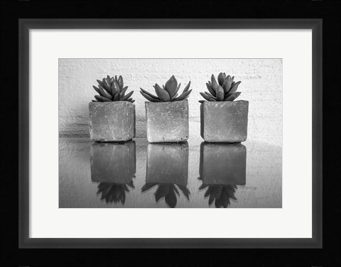 Framed Potted Succulent Print