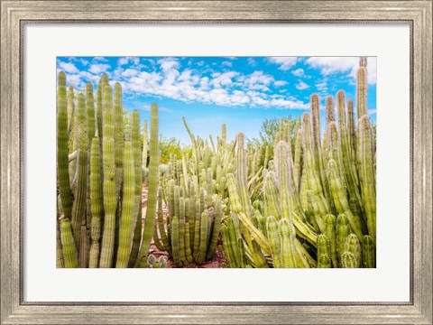 Framed Cactus Garden Print