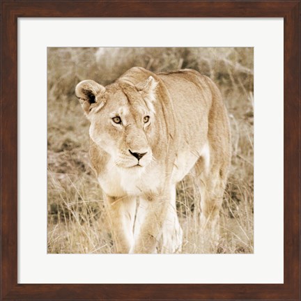 Framed Lioness in Kenya (sepia) Print