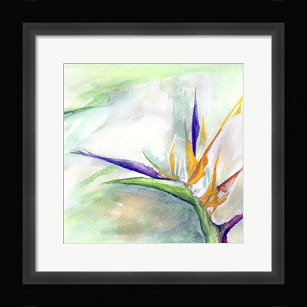 Framed Bird of Paradise II Print