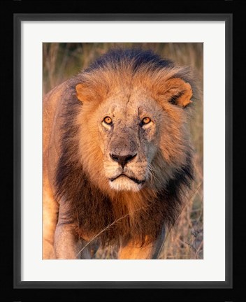 Framed Approaching Lion Print