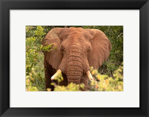 Framed Elephant on Alert Print