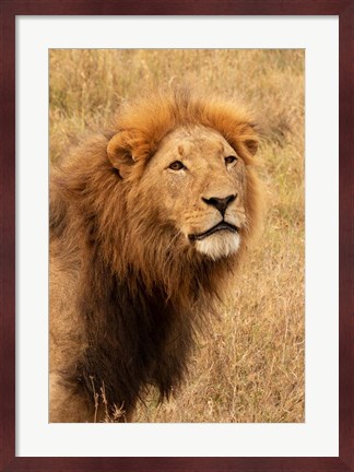 Framed Lion&#39;s Intent Stare Print