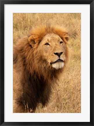 Framed Lion&#39;s Intent Stare Print