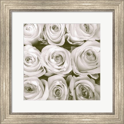 Framed Rose in Bloom Square Print