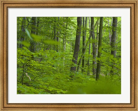 Framed Woodland Hainich in Thuringia Print