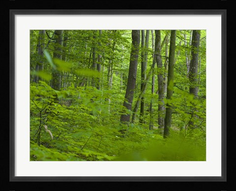 Framed Woodland Hainich in Thuringia Print