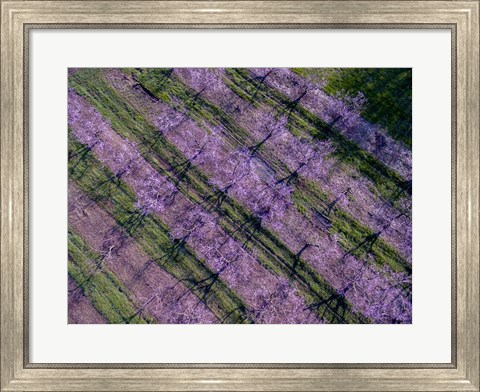 Framed Peach Orchard in Spring, Marion County, Illinois Print