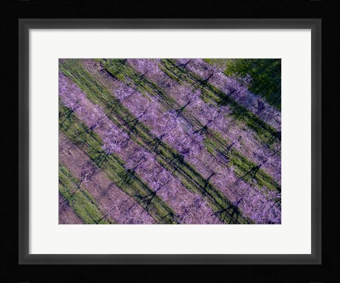 Framed Peach Orchard in Spring, Marion County, Illinois Print
