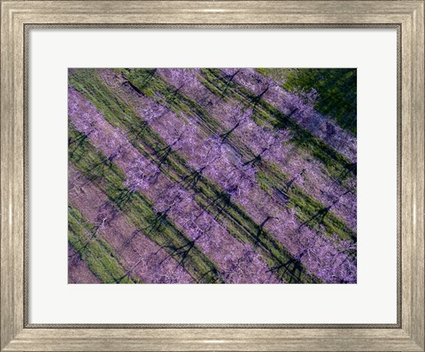 Framed Peach Orchard in Spring, Marion County, Illinois Print