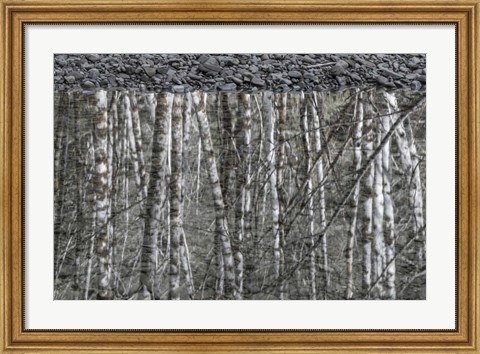 Framed Black and White of Alder Trees Reflecting in Water Print