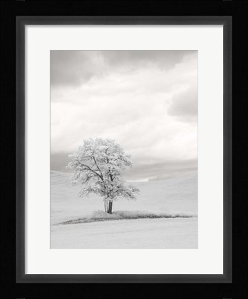 Framed Infrared of Lone Tree in Wheat Field 1 Print
