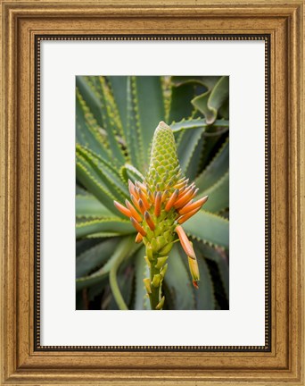 Framed African Aloe Print