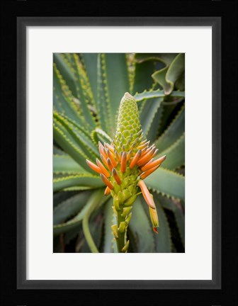 Framed African Aloe Print